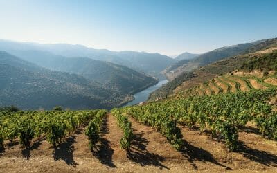 The best Portuguese wines
